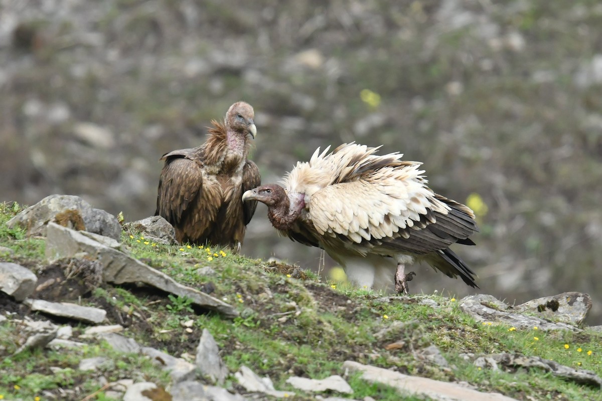 Vautour de l'Himalaya - ML646574230