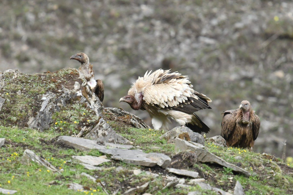 Vautour de l'Himalaya - ML646574231