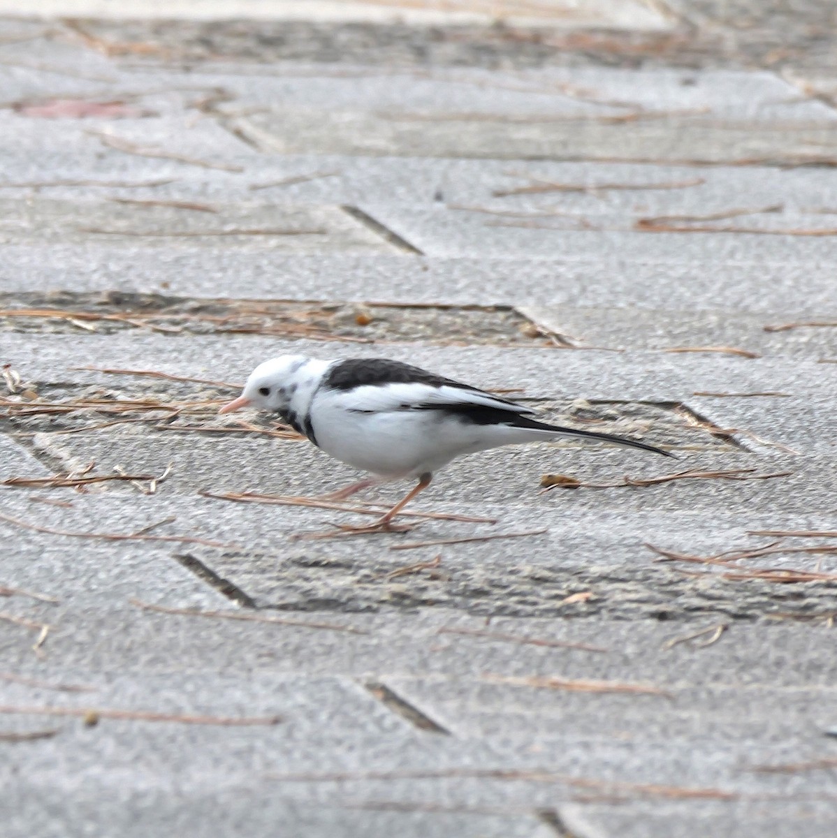 日本鶺鴒 - ML646574234