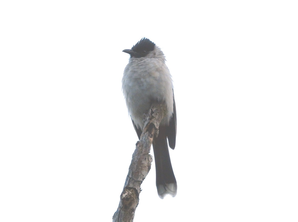 Sooty-headed Bulbul - ML646574238