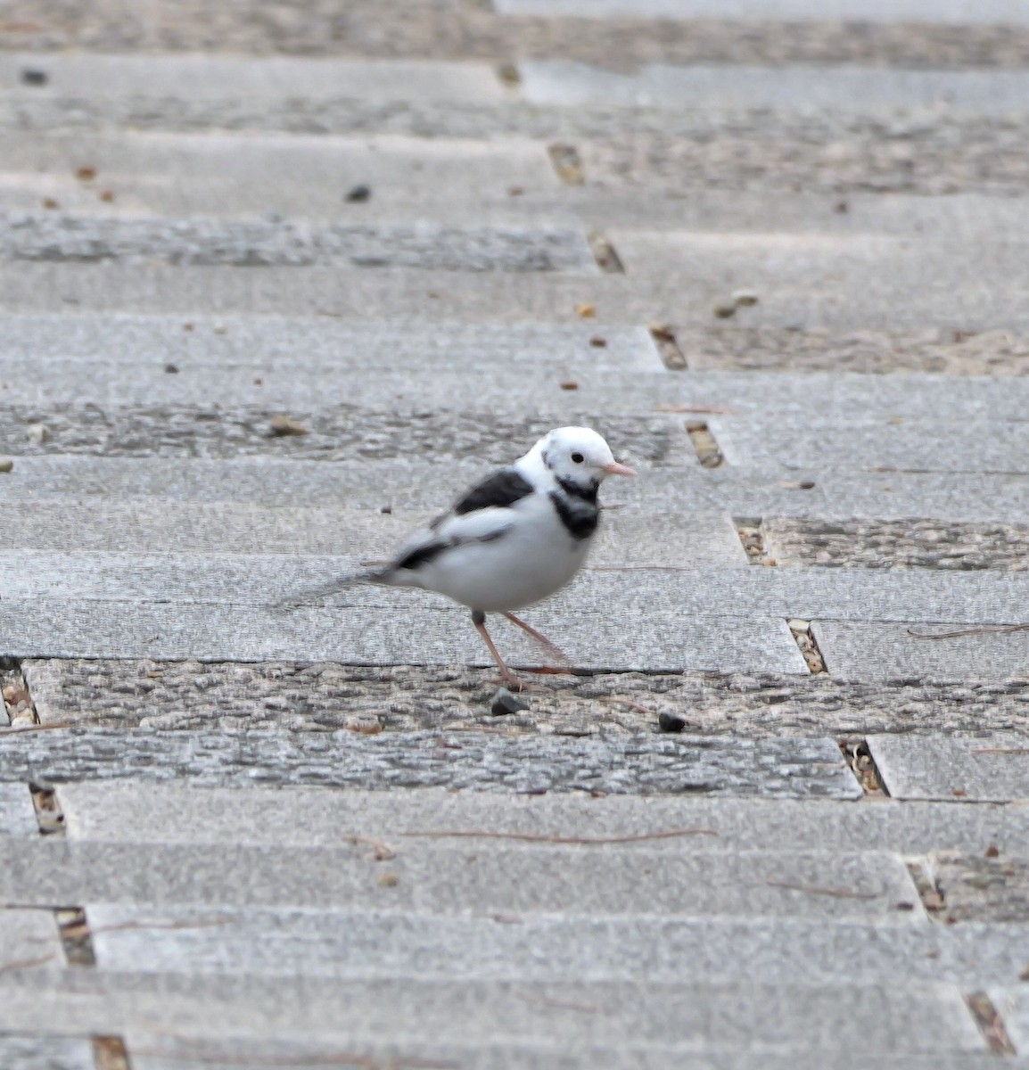 Плиска японська - ML646574240