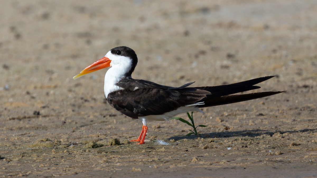 Bec-en-ciseaux d'Afrique - ML646574241