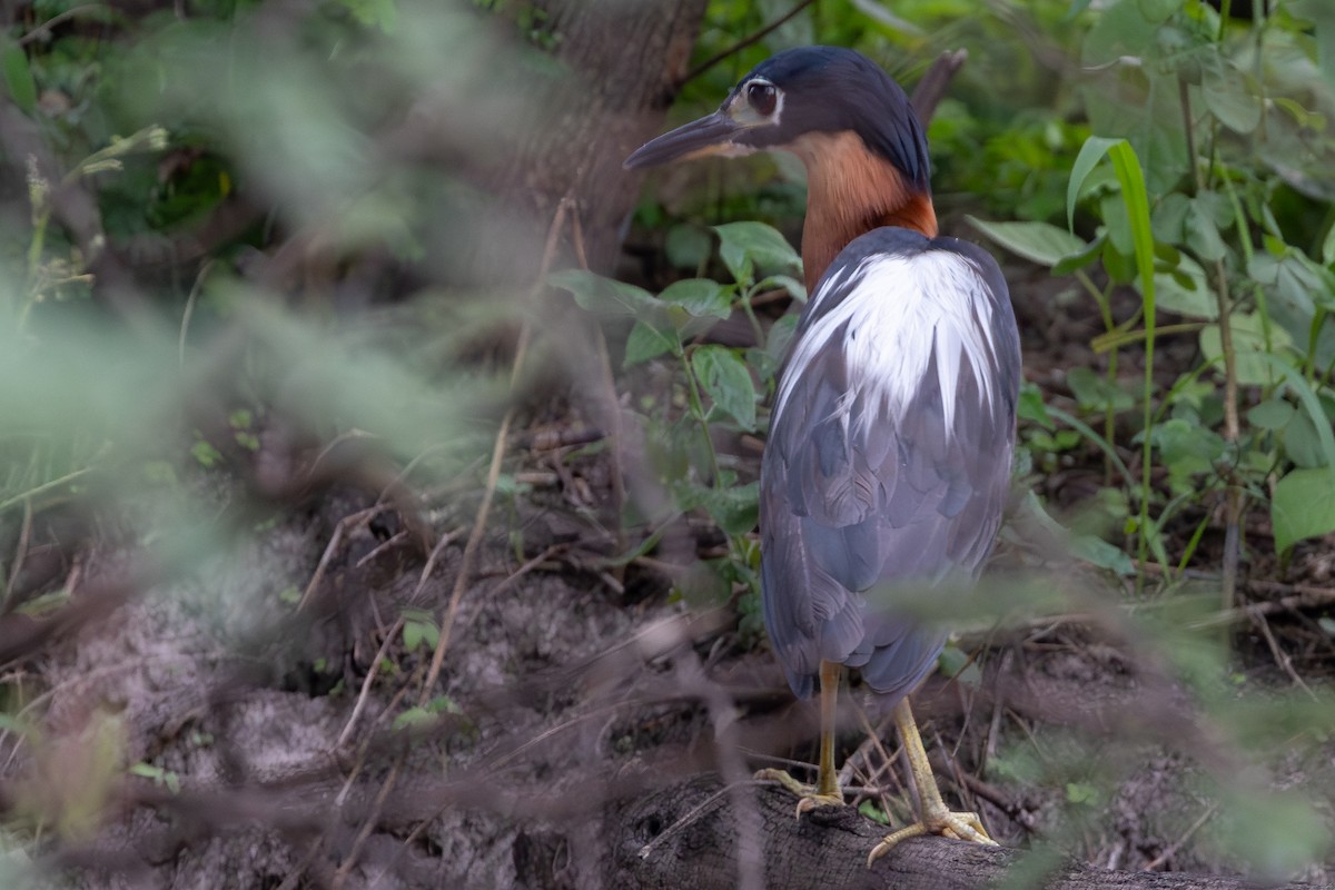 Bihoreau à dos blanc - ML646574243
