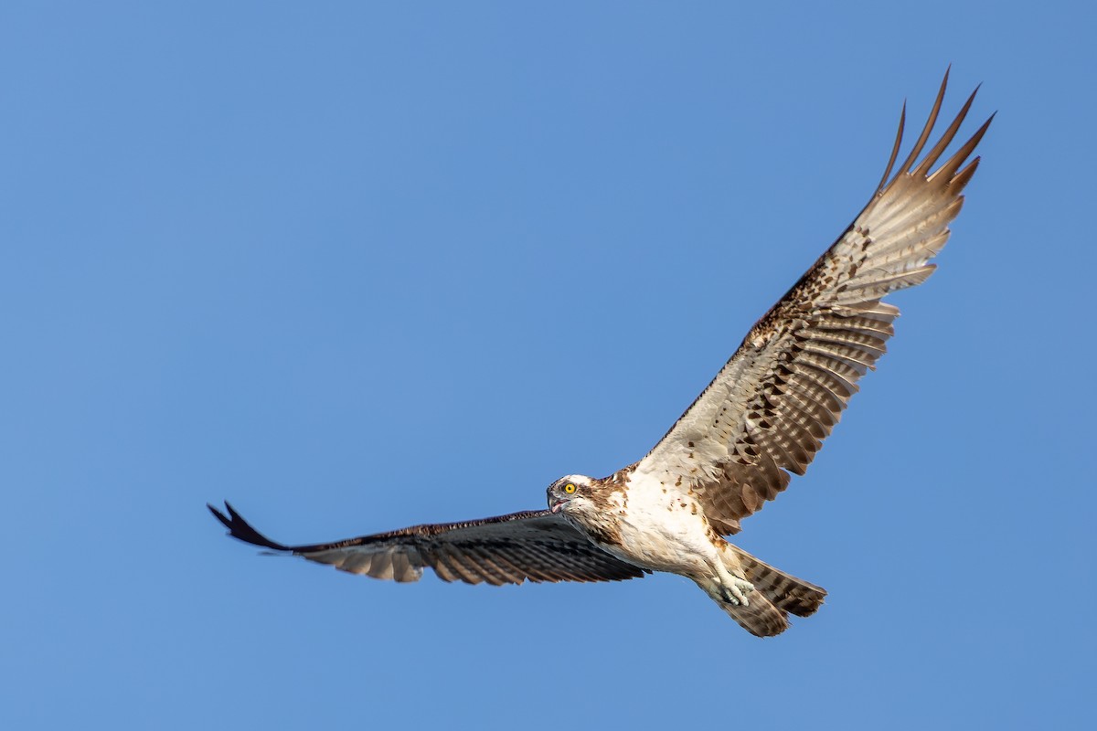 Osprey (Eurasian) - ML646574246