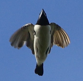 Magpie Mannikin - ML646574248