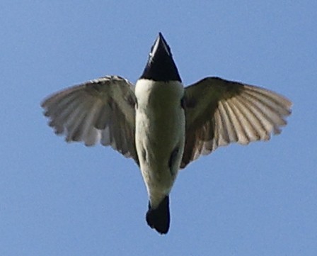 Magpie Mannikin - ML646574249