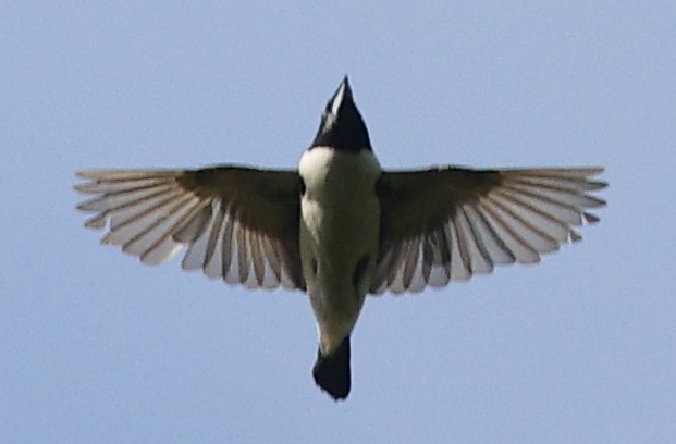 Magpie Mannikin - ML646574250