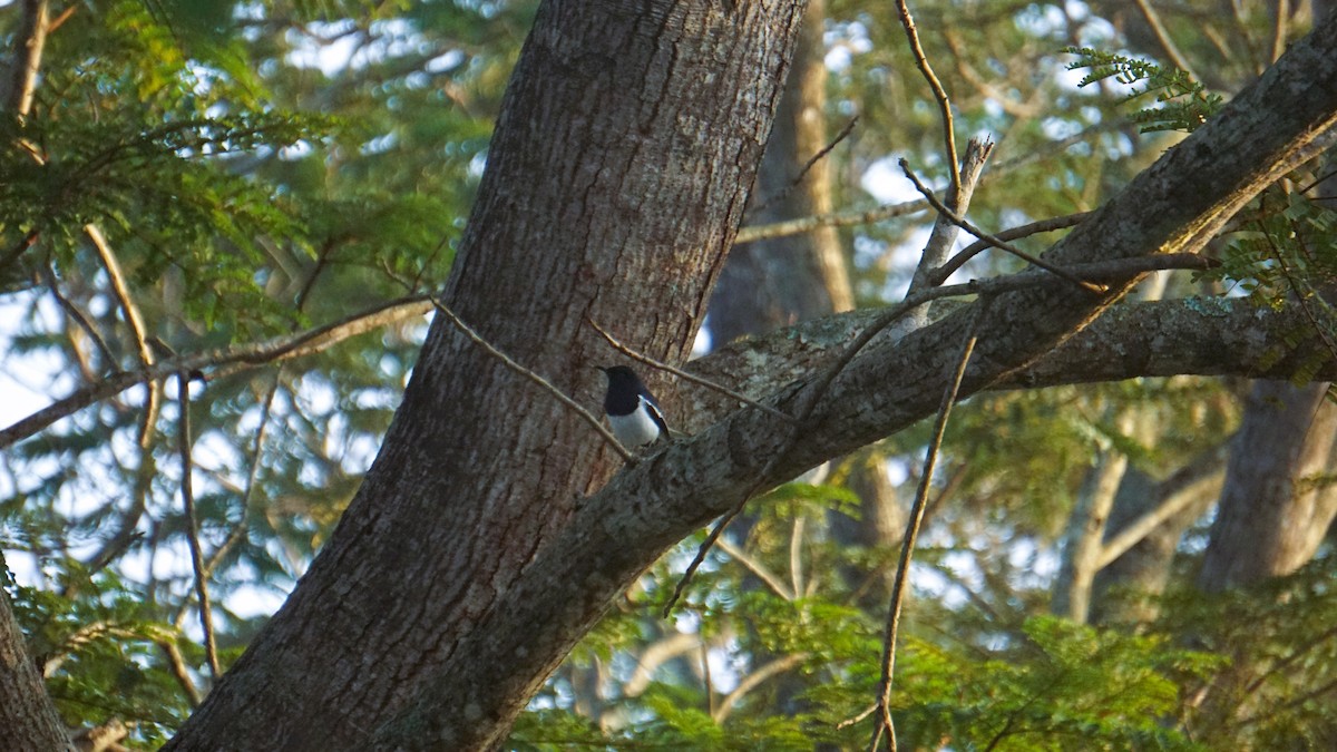 Oriental Magpie-Robin - ML646574255