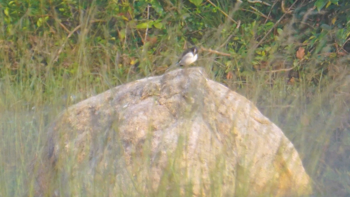 Oriental Magpie-Robin - ML646574257