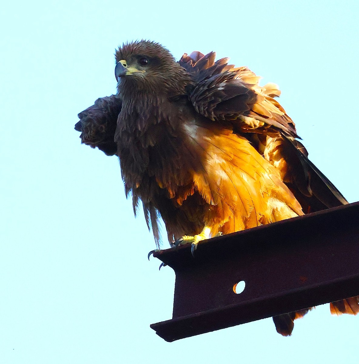 Black Kite - ML646574258