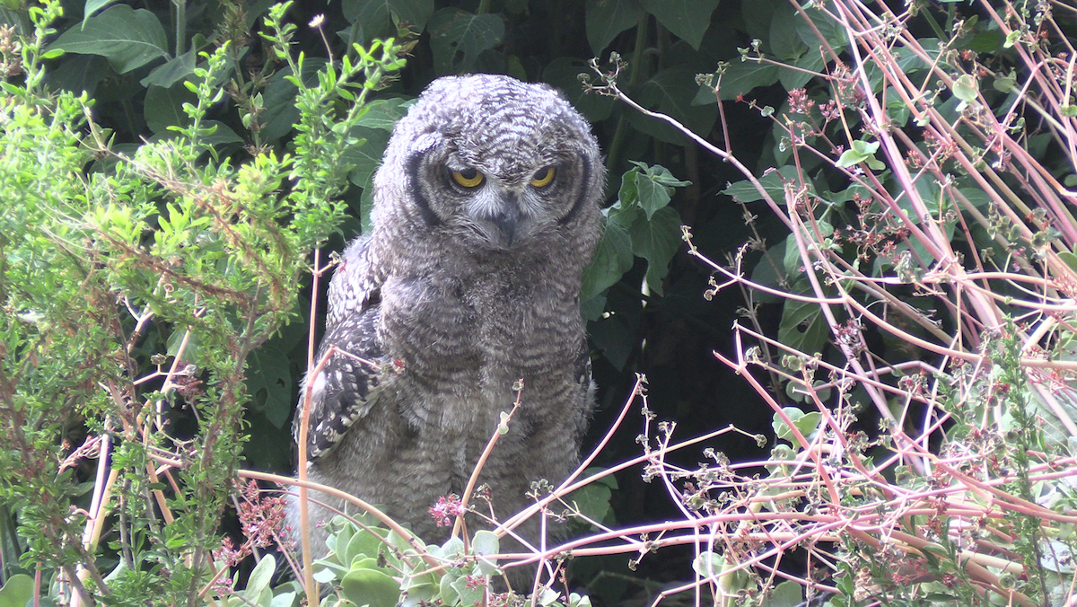 Африканский филин - ML646574259