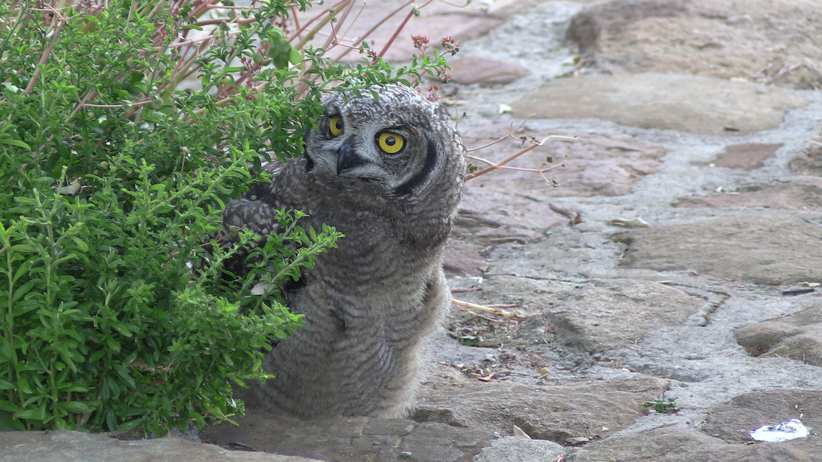 Африканский филин - ML646574261