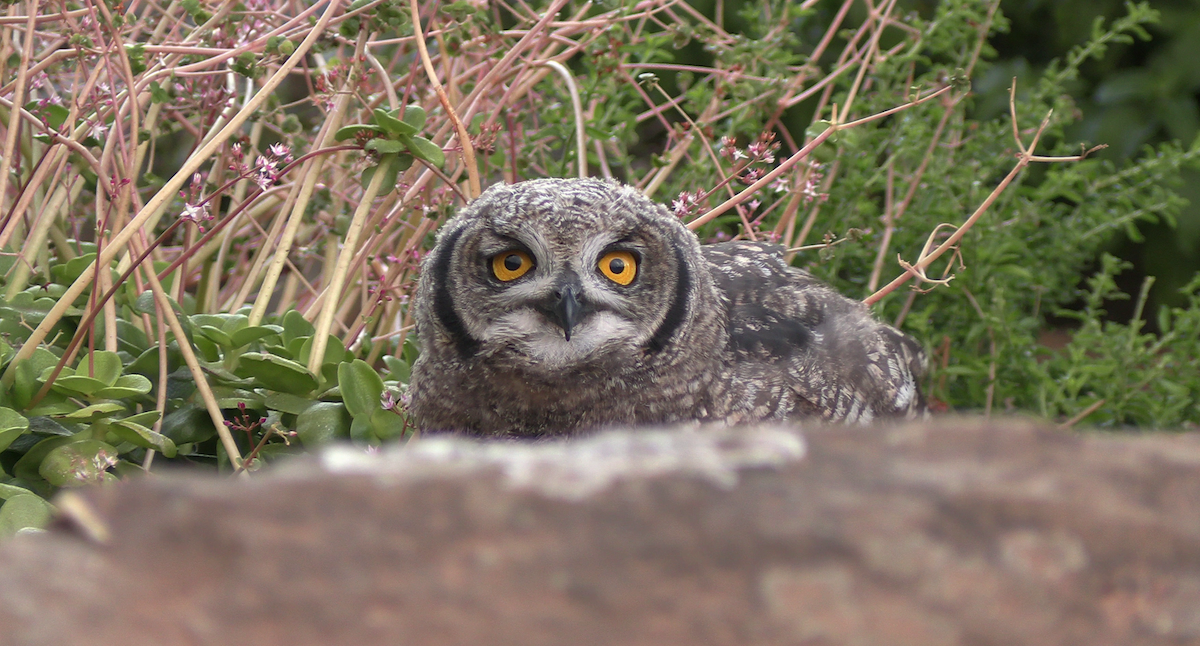 Африканский филин - ML646574262