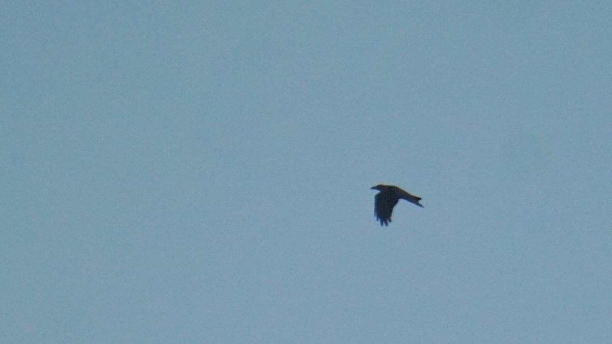 House Crow - ML646574263