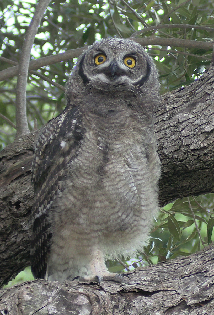 Spotted Eagle-Owl - ML646574264