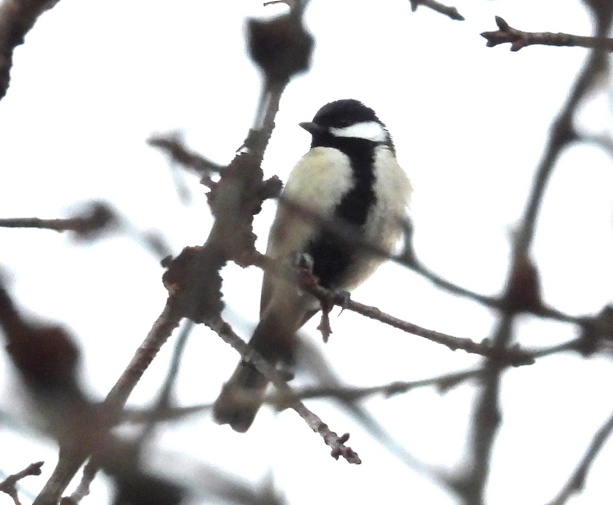 Asian Tit (Japanese) - ML646574265