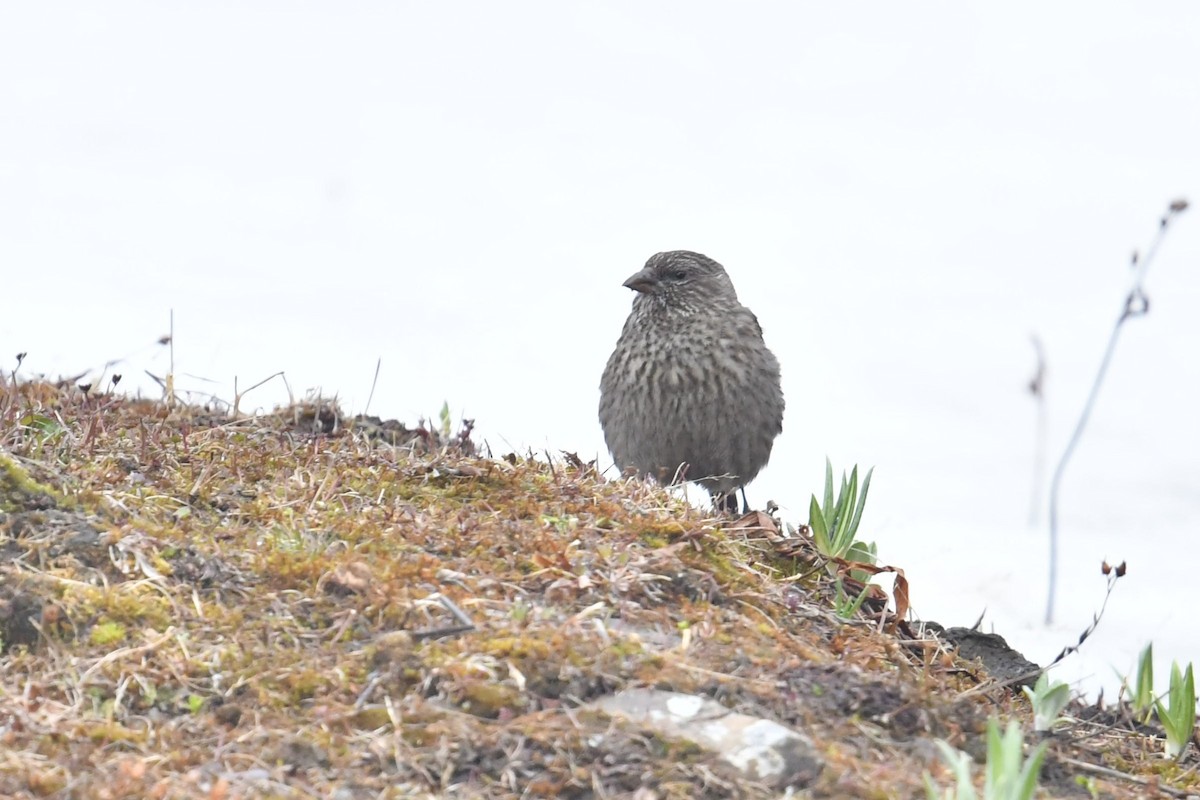 Red-fronted Rosefinch - ML646574266
