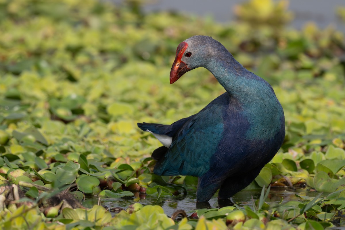 Gray-headed Swamphen - ML646574267
