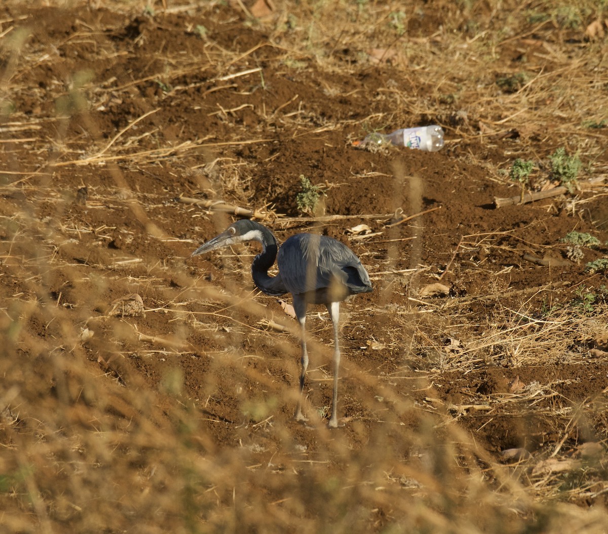 Black-headed Heron - ML646574268