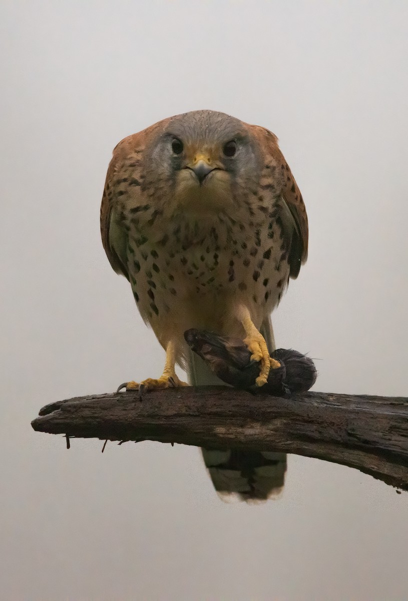 Eurasian Kestrel - ML646574269