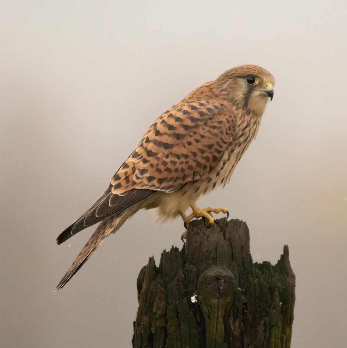 Eurasian Kestrel - ML646574270