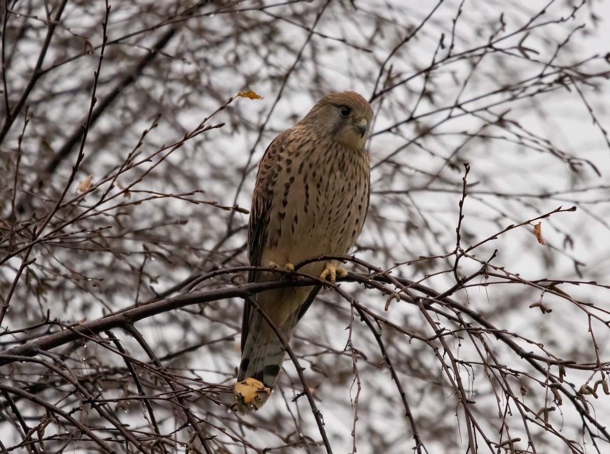 Eurasian Kestrel - ML646574271