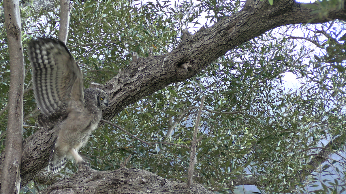 Spotted Eagle-Owl - ML646574272