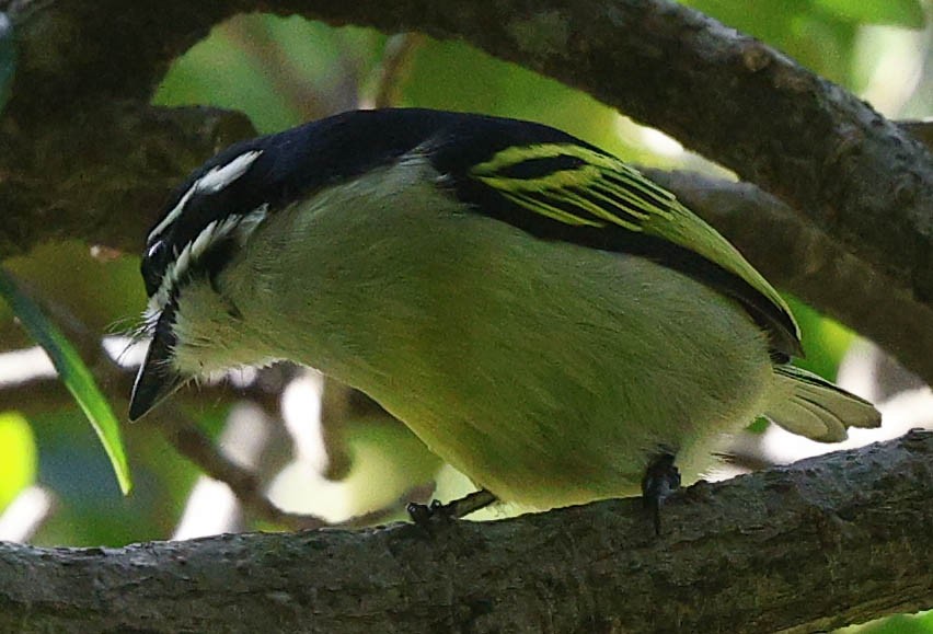 Yellow-rumped Tinkerbird (Yellow-rumped) - ML646574273