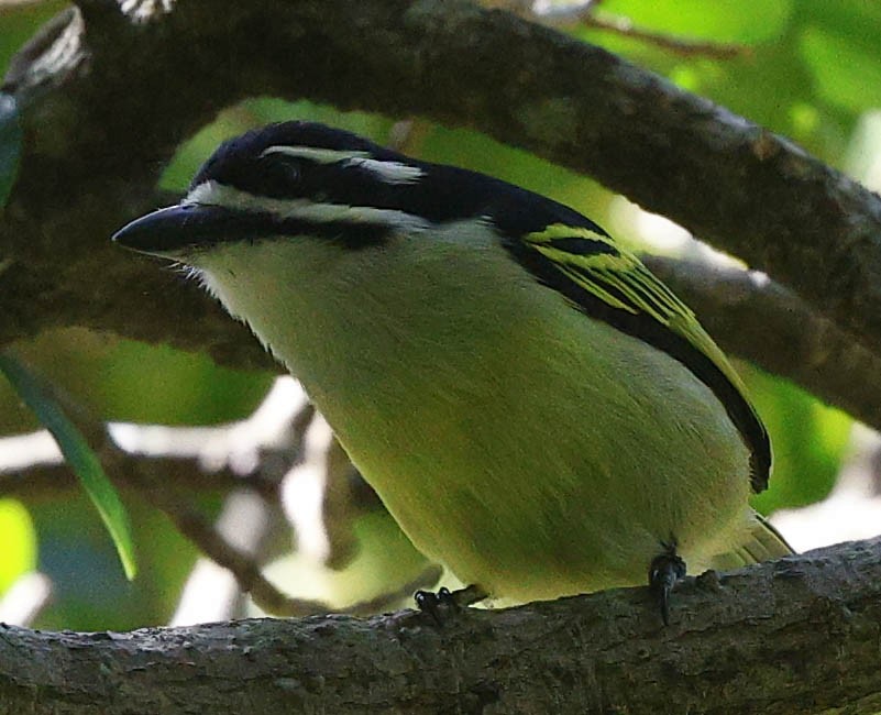 Yellow-rumped Tinkerbird (Yellow-rumped) - ML646574274