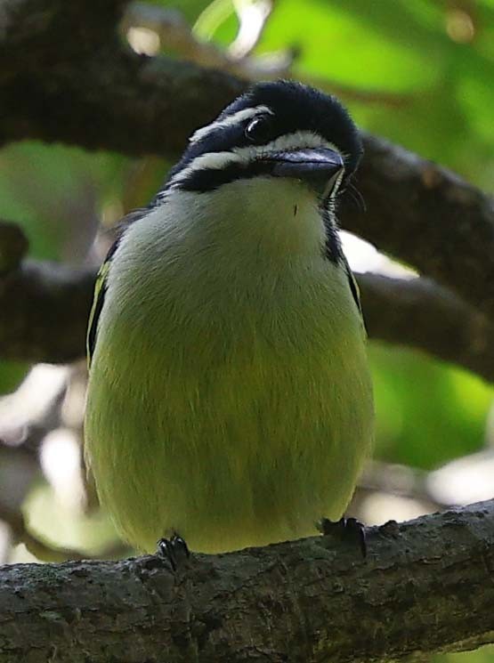 Yellow-rumped Tinkerbird (Yellow-rumped) - ML646574275