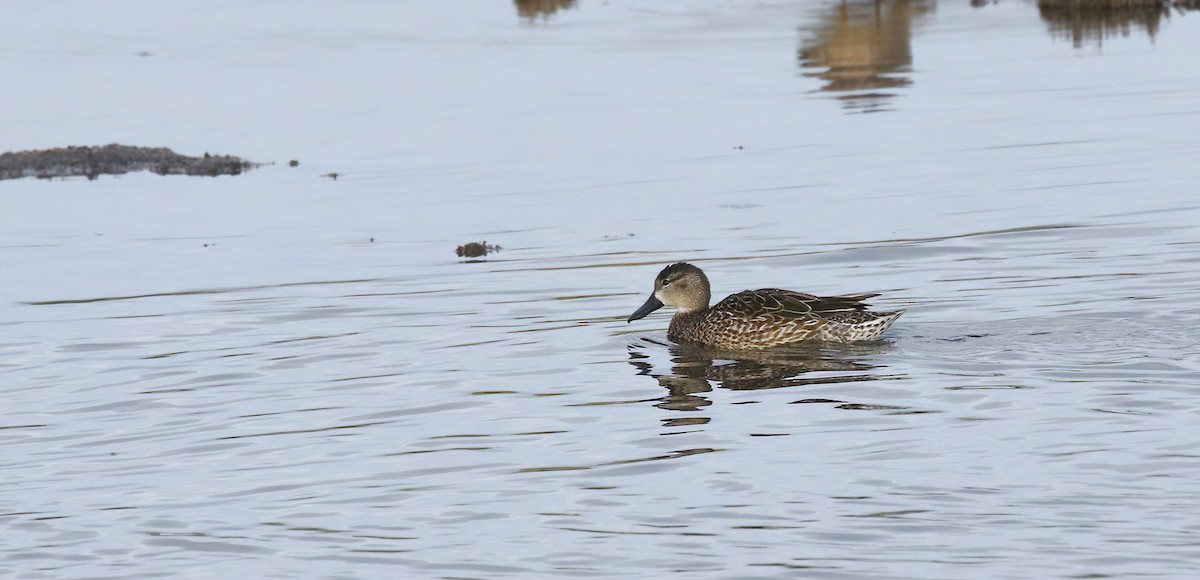 Blue-winged Teal - ML646574276