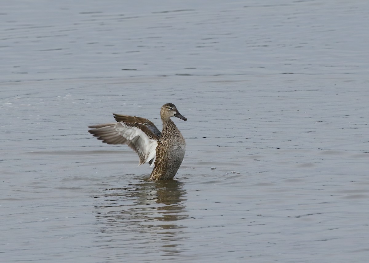 Blue-winged Teal - ML646574277