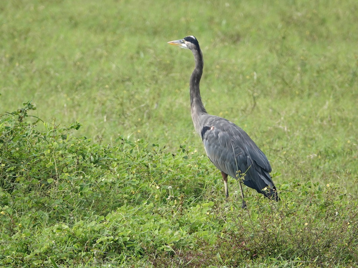 Great Blue Heron - ML646574279