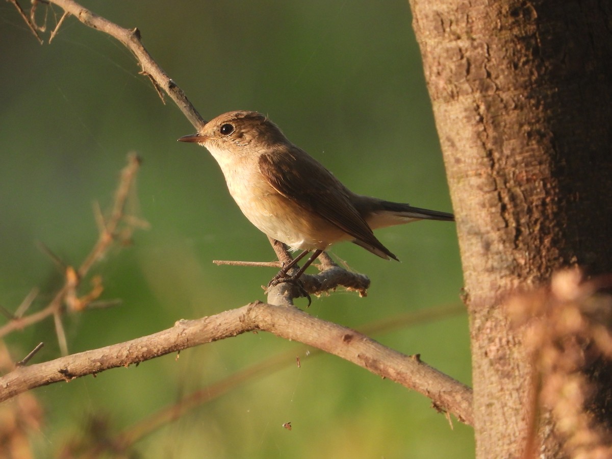 Red-breasted Flycatcher - ML646574280