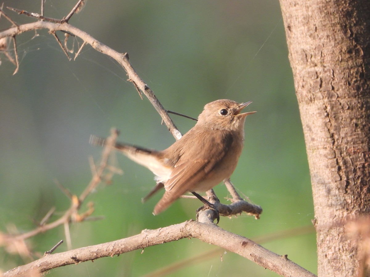 Red-breasted Flycatcher - ML646574281