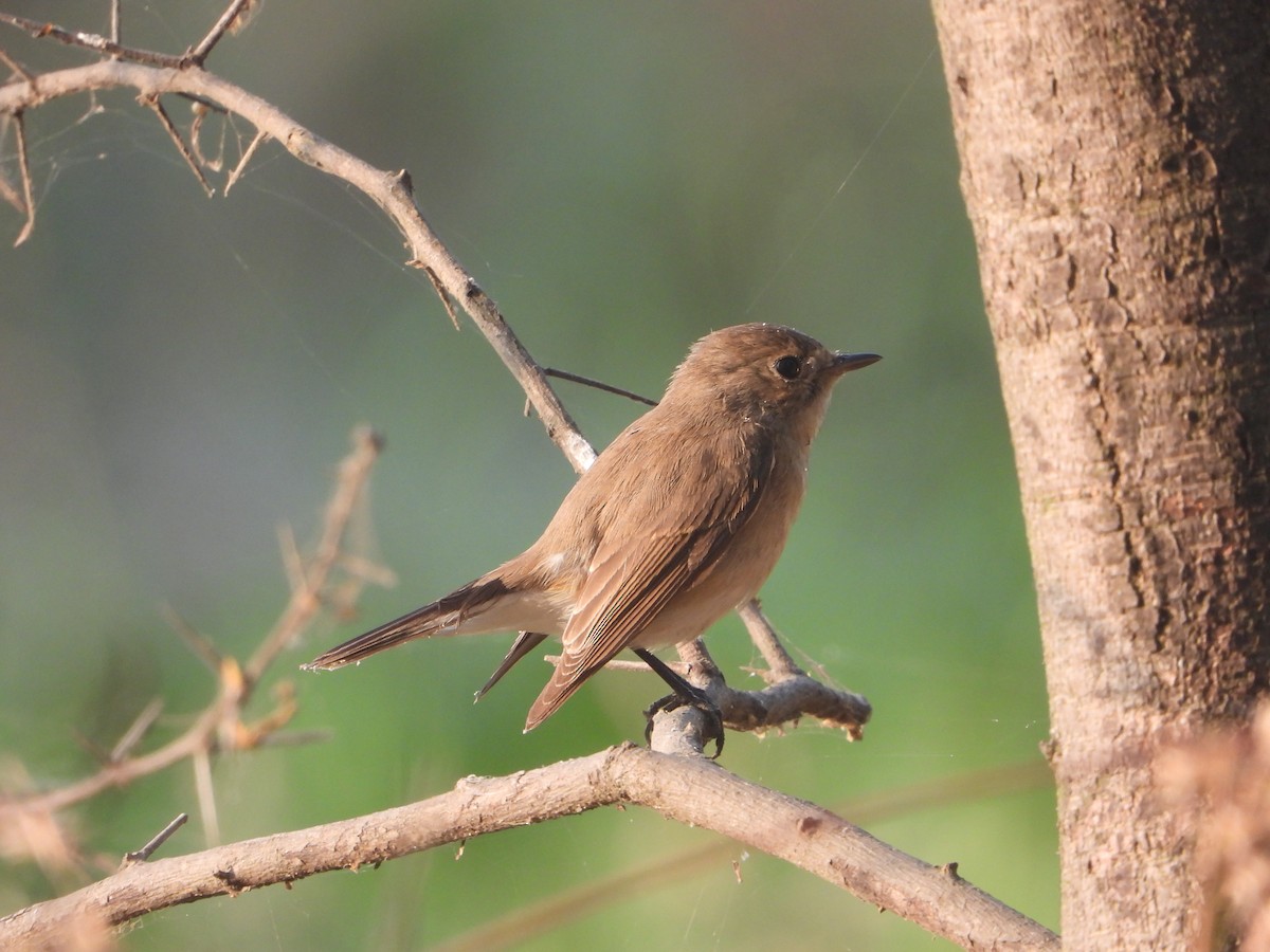 Red-breasted Flycatcher - ML646574282