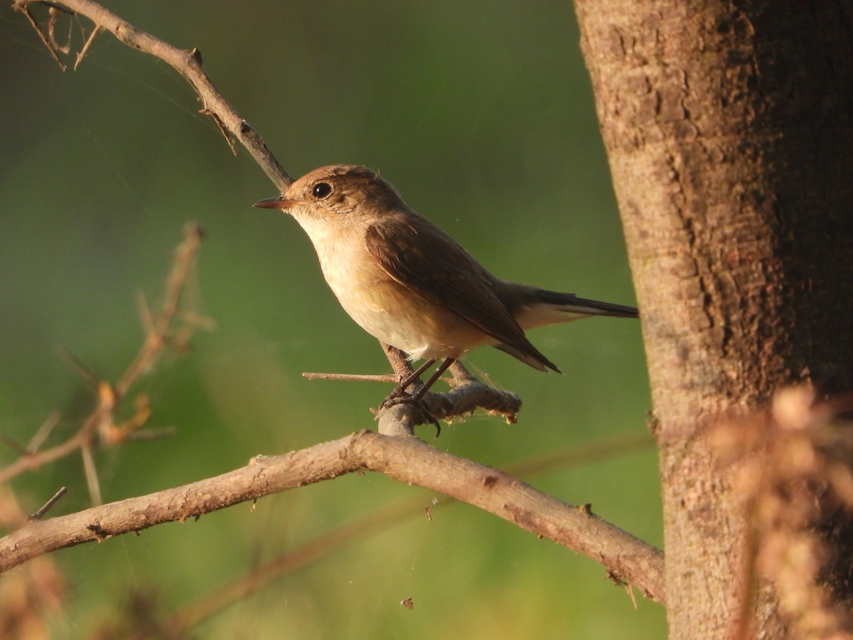 Red-breasted Flycatcher - ML646574283