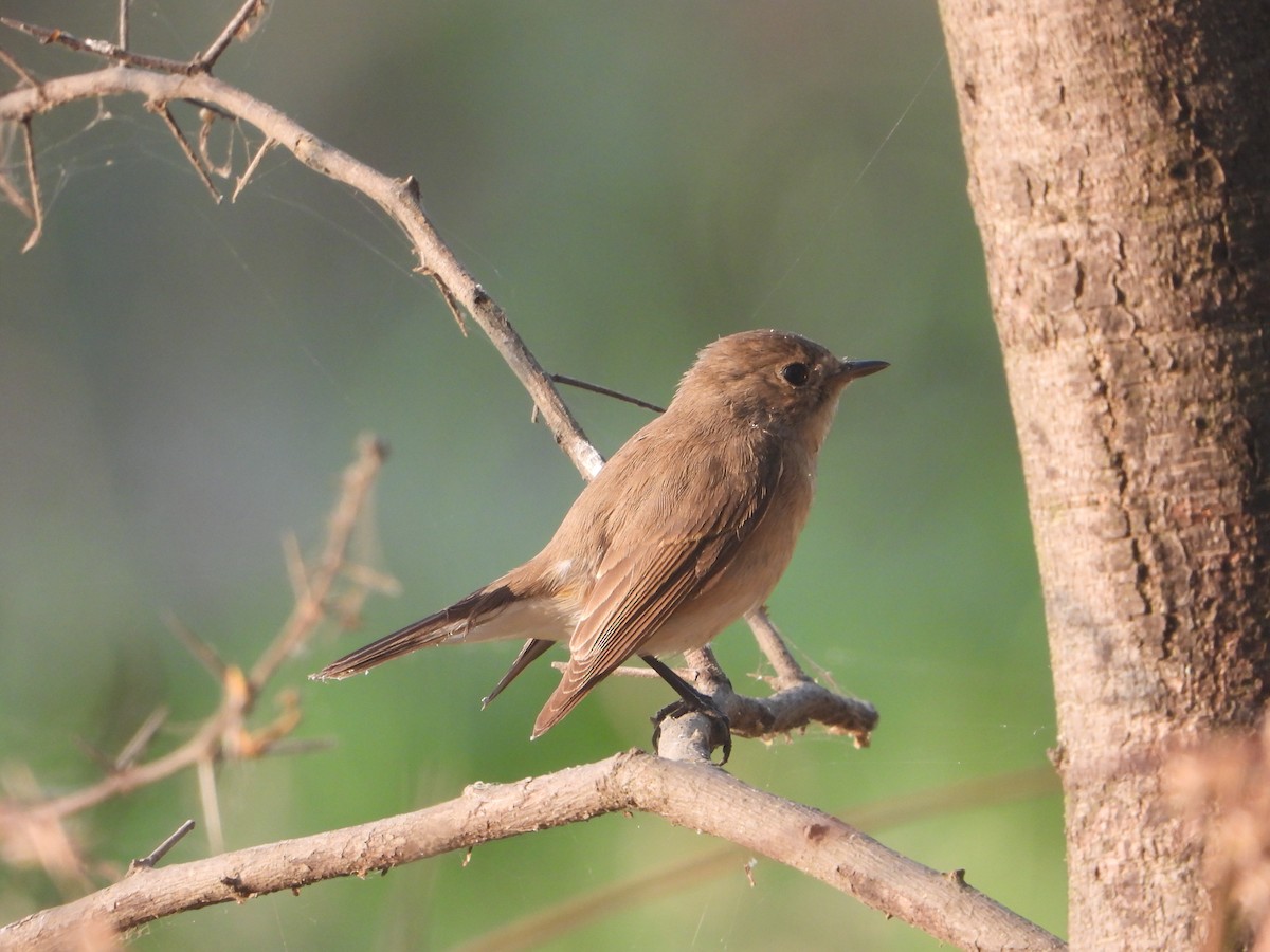 Red-breasted Flycatcher - ML646574284