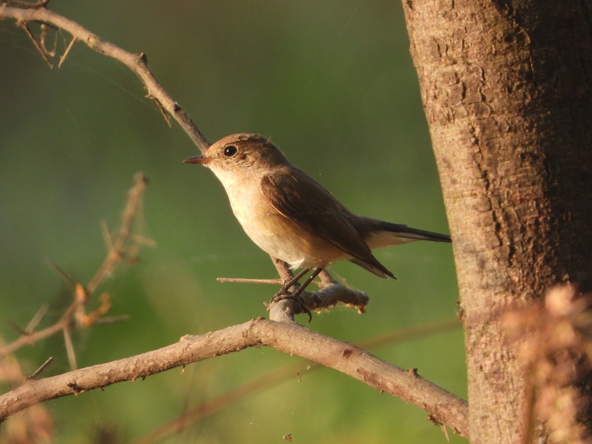 Red-breasted Flycatcher - ML646574285