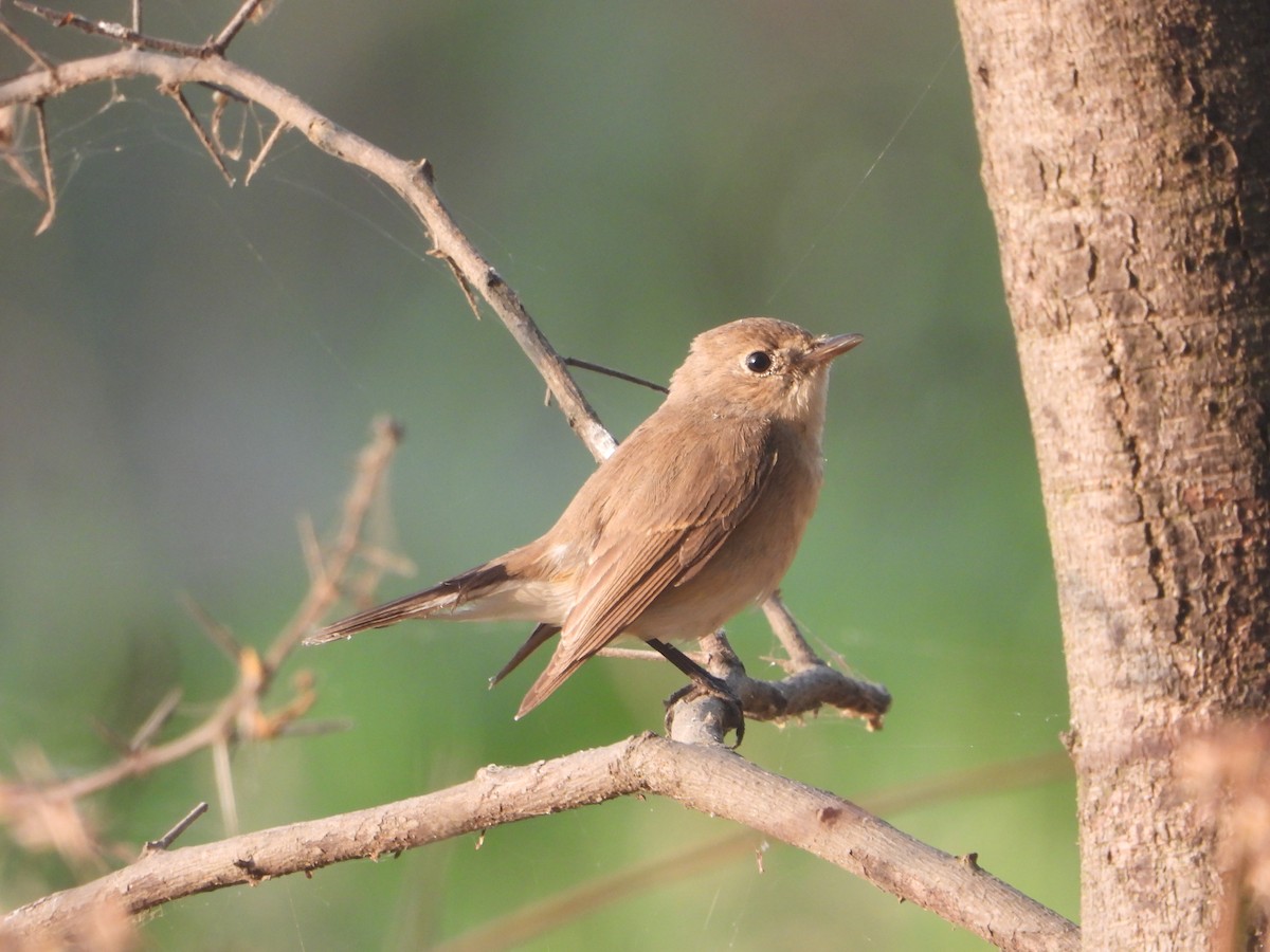 Red-breasted Flycatcher - ML646574286