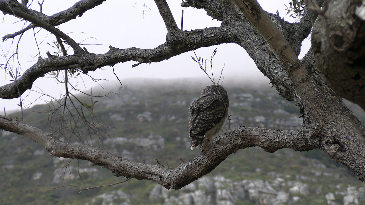 Spotted Eagle-Owl - ML646574291