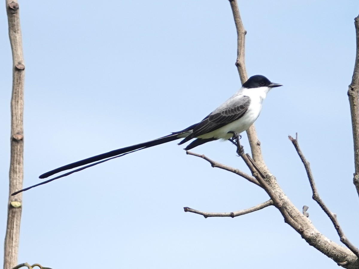 Fork-tailed Flycatcher - ML646574292