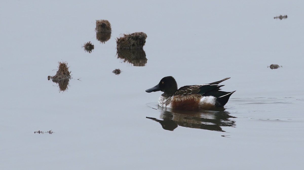 Northern Shoveler - ML646574293