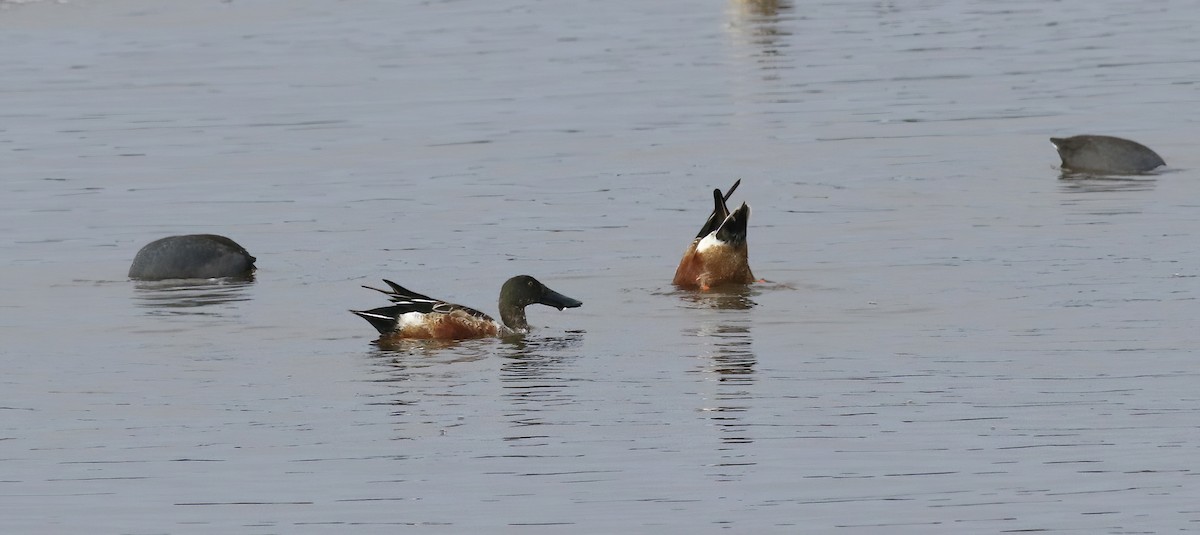 Northern Shoveler - ML646574294