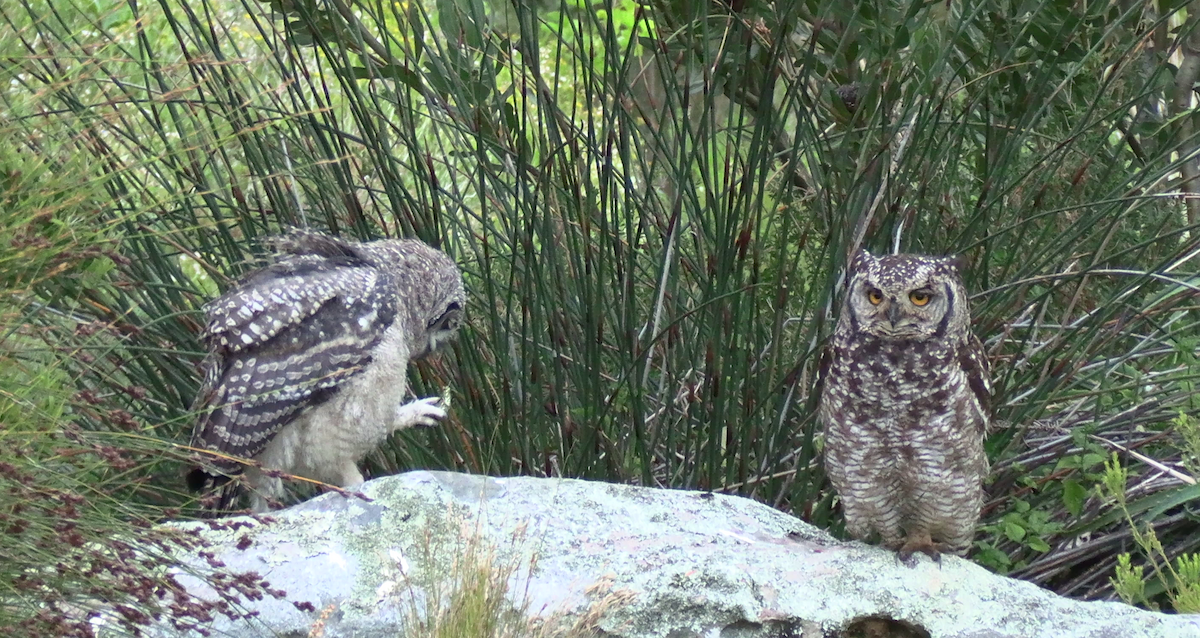 Spotted Eagle-Owl - ML646574296