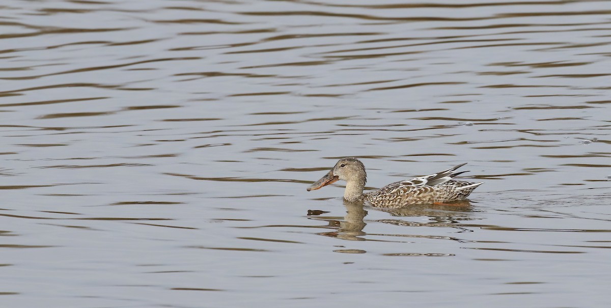 Northern Shoveler - ML646574297