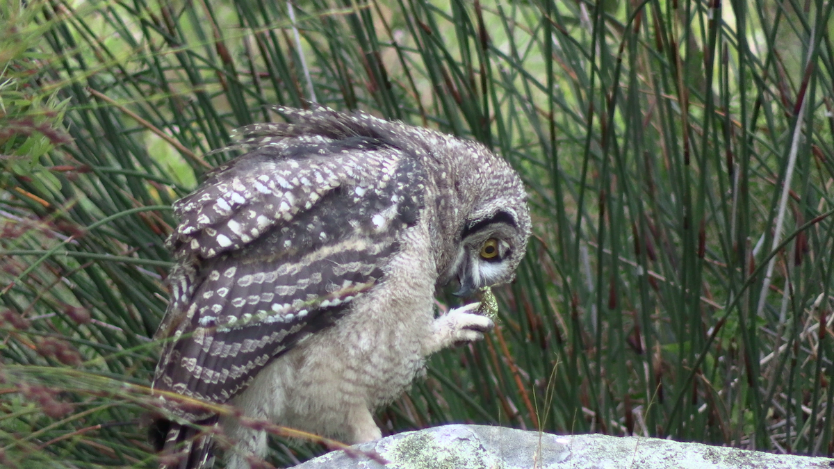 Африканский филин - ML646574298