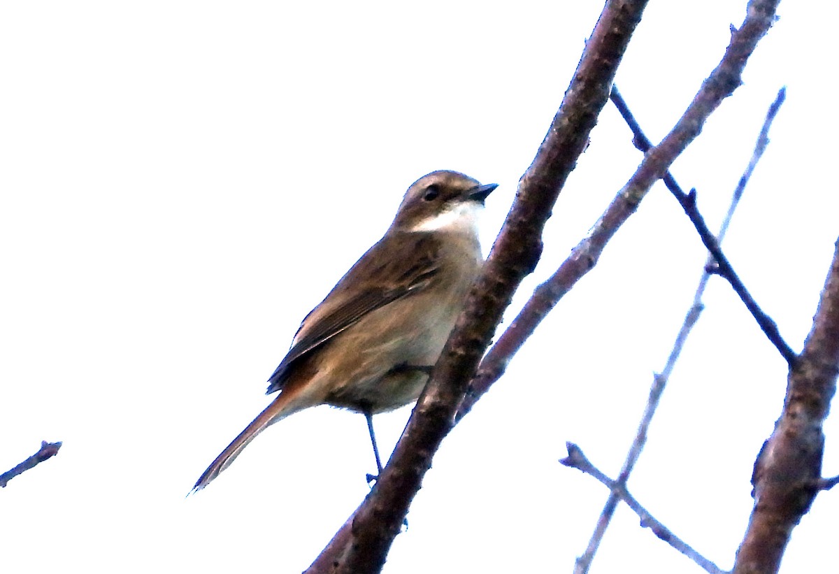 Gray Bushchat - ML646574302