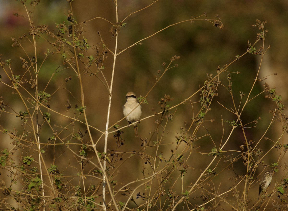 Red-tailed Shrike - ML646574310