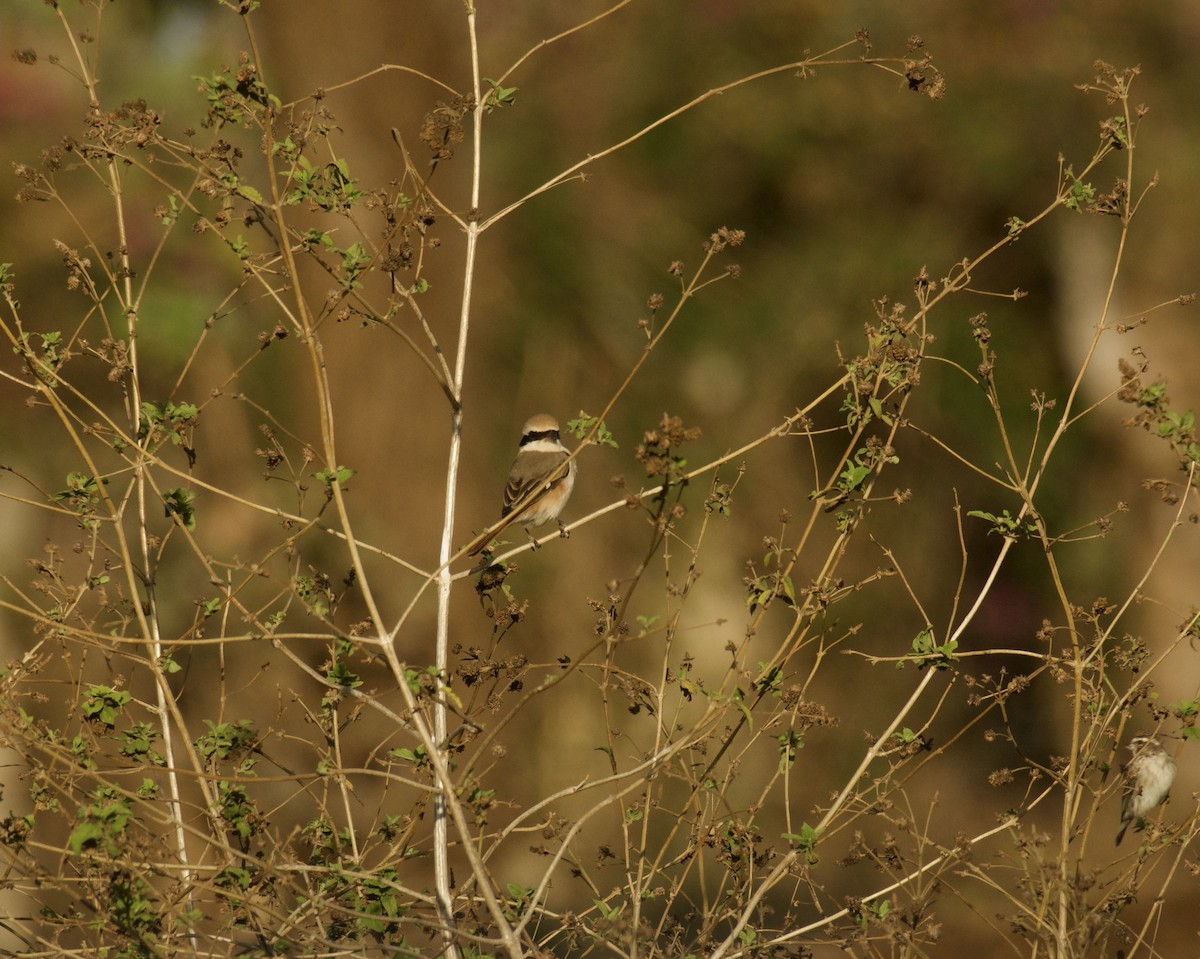Red-tailed Shrike - ML646574311